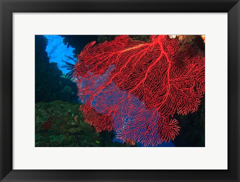 Framed Gorgonian Sea Fan, Viti Levu Fiji Print