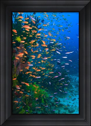 Framed Scuba Diver, Fairy Basslet fish Viti Levu Fiji Print