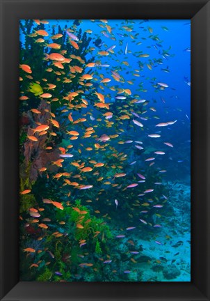 Framed Scuba Diver, Fairy Basslet fish Viti Levu Fiji Print