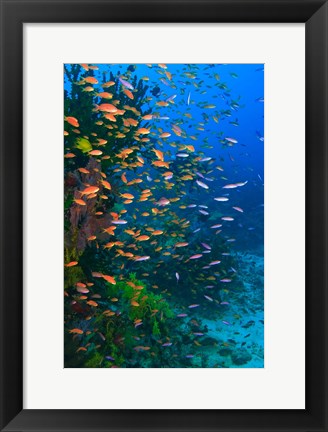 Framed Scuba Diver, Fairy Basslet fish Viti Levu Fiji Print