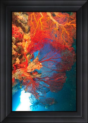 Framed Gorgonian Sea Fan, Marine life, Fiji Print