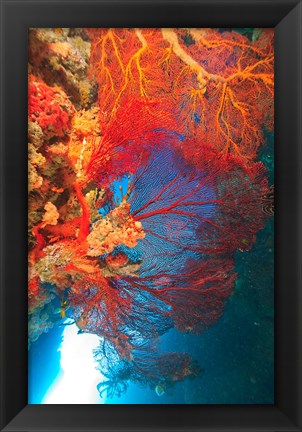 Framed Gorgonian Sea Fan, Marine life, Fiji Print