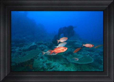 Framed Bigeye Fish near Beqa Island, Viti Levu, Fiji Print