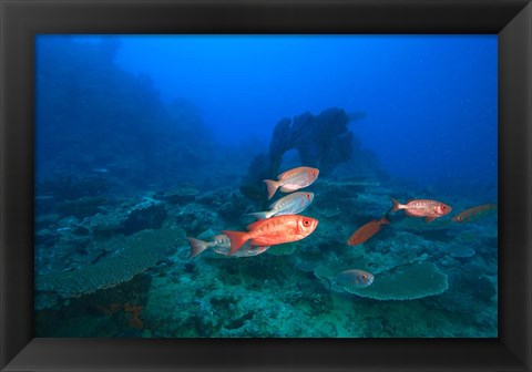 Framed Bigeye Fish near Beqa Island, Viti Levu, Fiji Print