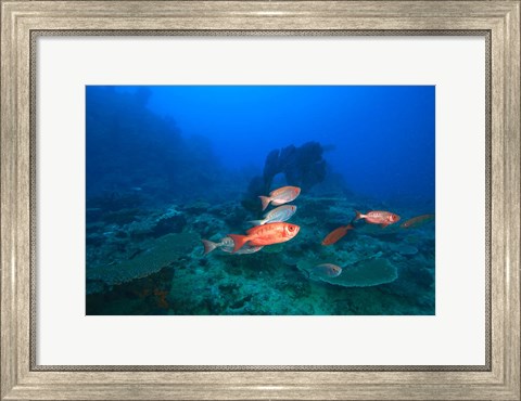 Framed Bigeye Fish near Beqa Island, Viti Levu, Fiji Print