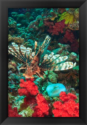 Framed Lionfish, Rainbow Reef, Taveuni Island, Fiji Print