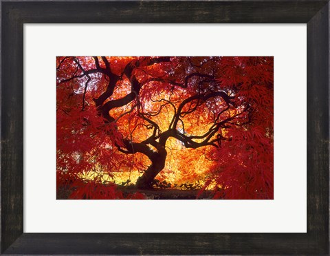 Framed Japanese Maple, Darien, Connecticut Print