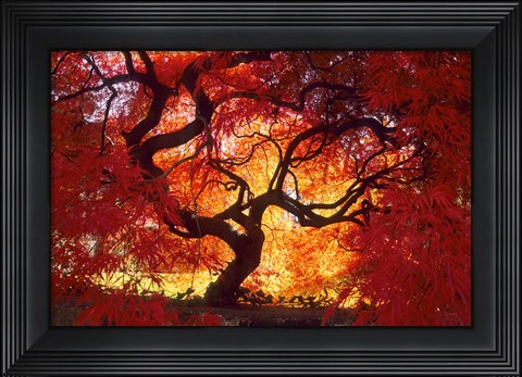 Framed Japanese Maple, Darien, Connecticut Print