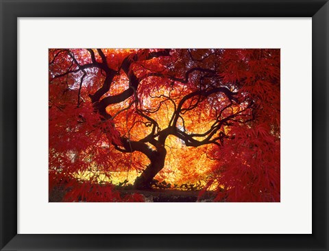 Framed Japanese Maple, Darien, Connecticut Print