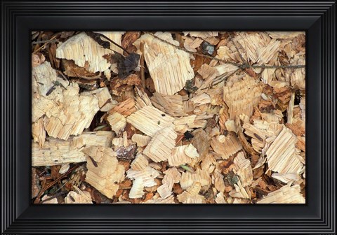 Framed Wood Chips on a TPL Property, Goshen, Connecticut Print