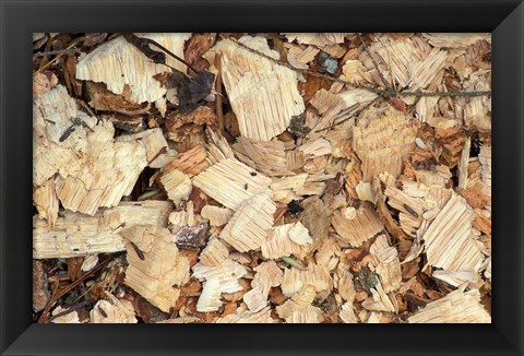 Framed Wood Chips on a TPL Property, Goshen, Connecticut Print