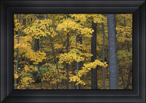 Framed Sugar Maples and Black Cherry in Litchfield Hills, Kent, Connecticut Print