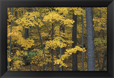 Framed Sugar Maples and Black Cherry in Litchfield Hills, Kent, Connecticut Print