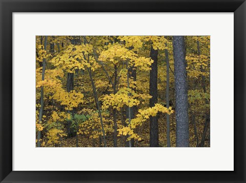 Framed Sugar Maples and Black Cherry in Litchfield Hills, Kent, Connecticut Print