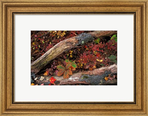 Framed Oak-Hickory Forest, Kent, Connecticut Print
