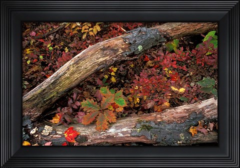 Framed Oak-Hickory Forest, Kent, Connecticut Print