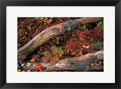 Framed Oak-Hickory Forest, Kent, Connecticut Print