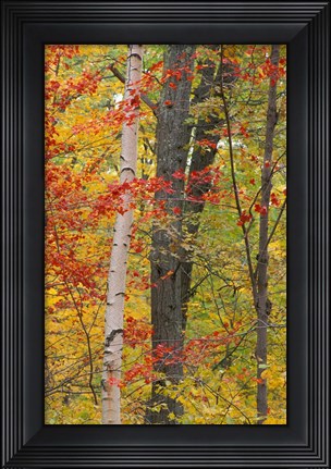 Framed Fall in a Mixed Deciduous Forest in Litchfield Hills, Kent, Connecticut Print