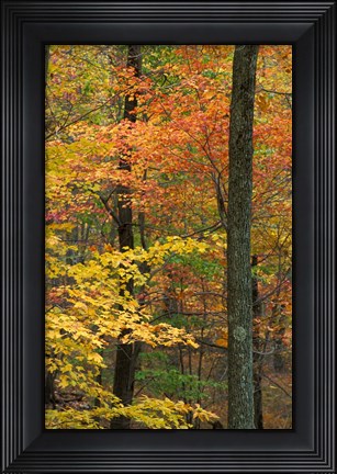 Framed Oak-Hickory Forest in Litchfield Hills, Connecticut Print