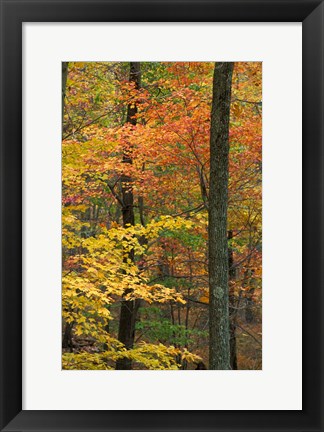 Framed Oak-Hickory Forest in Litchfield Hills, Connecticut Print