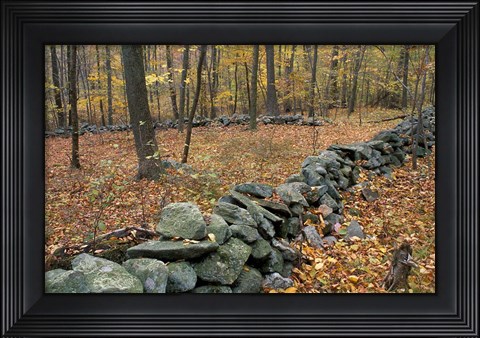 Framed Oak-Hickory Forest in Litchfield Hills, Kent, Connecticut Print