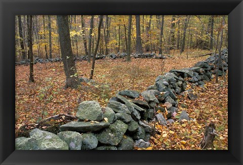 Framed Oak-Hickory Forest in Litchfield Hills, Kent, Connecticut Print