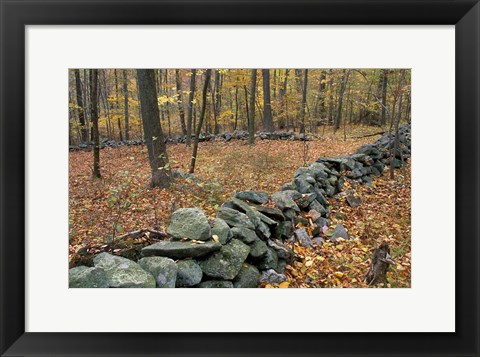 Framed Oak-Hickory Forest in Litchfield Hills, Kent, Connecticut Print