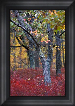 Framed Blueberries in Oak-Hickory Forest in Litchfield Hills, Kent, Connecticut Print