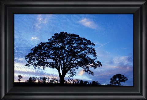 Framed Oak Trees at Sunset on Twin Oaks Farm, Connecticut Print