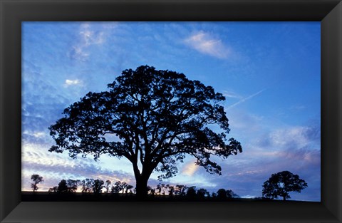 Framed Oak Trees at Sunset on Twin Oaks Farm, Connecticut Print