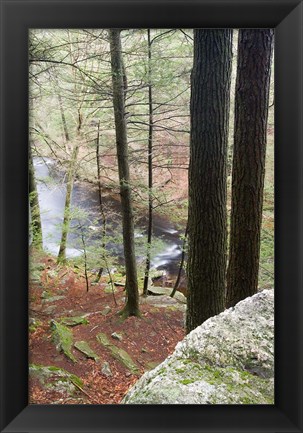 Framed Forest of Eastern Hemlock Trees in East Haddam, Connecticut Print