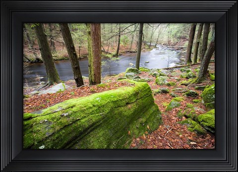Framed Forest of Eastern Hemlock Trees, Connecticut Print