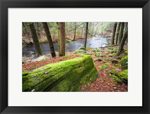 Framed Forest of Eastern Hemlock Trees, Connecticut Print