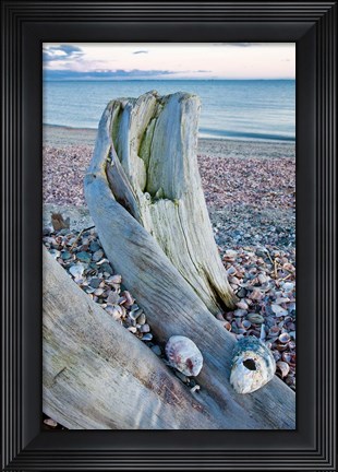Framed Driftwood on the shell-covered Long Beach in Stratford, Connecticut Print