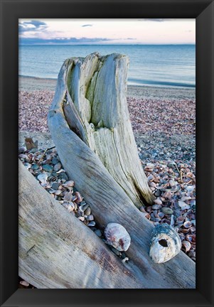 Framed Driftwood on the shell-covered Long Beach in Stratford, Connecticut Print