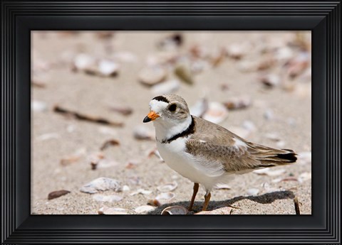 Framed Piping plover, Long Beach in Stratford, Connecticut Print