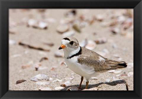 Framed Piping plover, Long Beach in Stratford, Connecticut Print