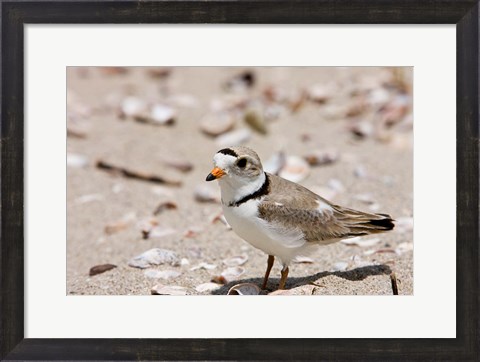 Framed Piping plover, Long Beach in Stratford, Connecticut Print