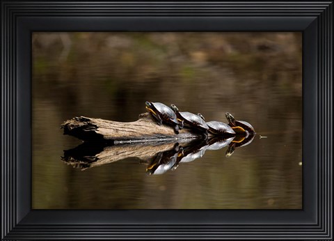 Framed Eastern Painted turtles, Farmington River, Tariffville, Connecticut Print