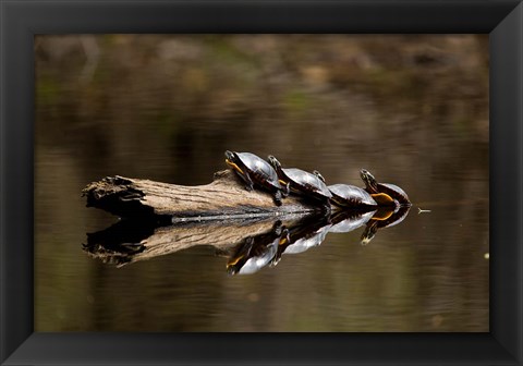 Framed Eastern Painted turtles, Farmington River, Tariffville, Connecticut Print