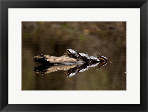 Framed Eastern Painted turtles, Farmington River, Tariffville, Connecticut Print