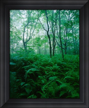 Framed Forest Ferns in Misty Morning, Church Farm, Connecticut Print