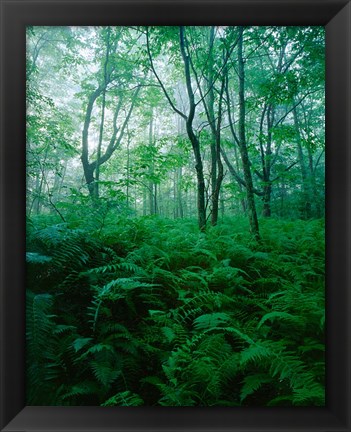 Framed Forest Ferns in Misty Morning, Church Farm, Connecticut Print