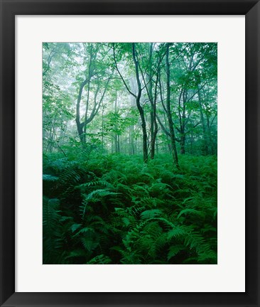 Framed Forest Ferns in Misty Morning, Church Farm, Connecticut Print