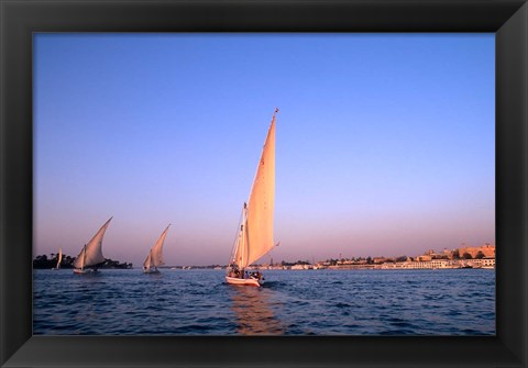 Framed Beautiful Sailboats Riding Along the Nile River, Cairo, Egypt Print