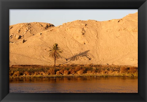 Framed Palm Tree on the Bank of the Nile River, Egypt Print