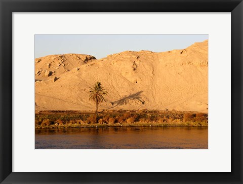 Framed Palm Tree on the Bank of the Nile River, Egypt Print