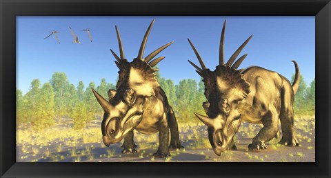 Framed flock of Pterodactylus fly above two Styracosaurus Dinosaurs Print