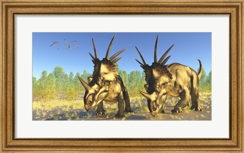 Framed flock of Pterodactylus fly above two Styracosaurus Dinosaurs Print