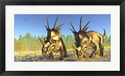 Framed flock of Pterodactylus fly above two Styracosaurus Dinosaurs Print